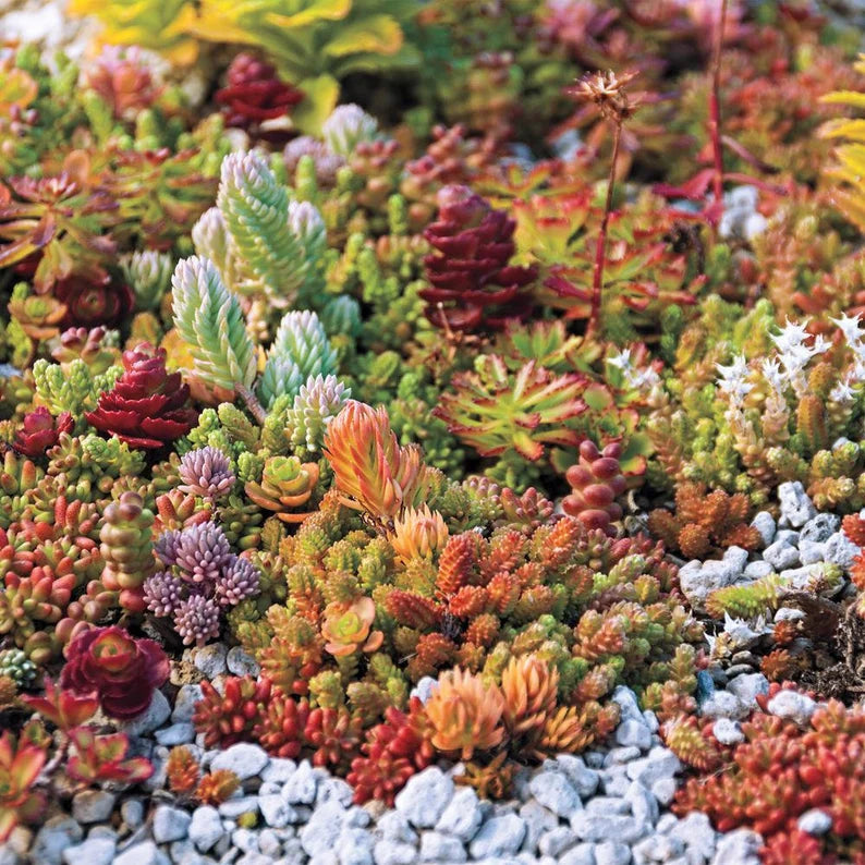 Sedum (Sedum scientific name) for planting in garden